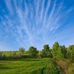 summer landscape