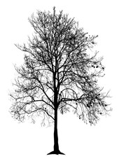 silhouette branches tree isolated on white