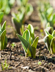 Tulip plants