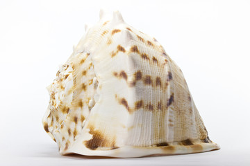 shell