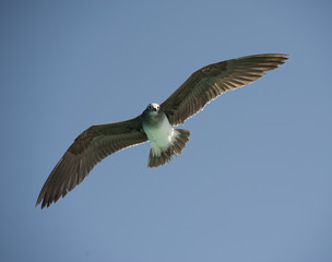 White-eyed gull in flight