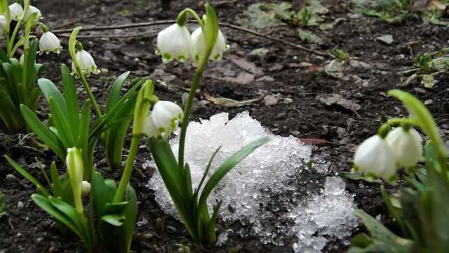 melt snow and snowdrops flower