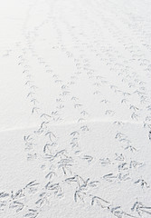 bird trails in snow