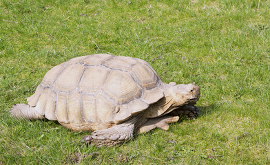 Fototapeta premium Aldabra giant tortoise (Geochelone gigantea)