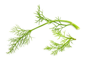 twigs of fennel