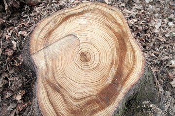 Obraz premium Stump
