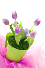 Tulpen in Blumentopf