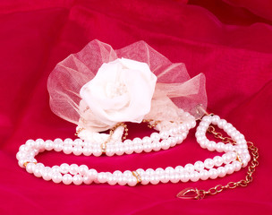 The beautiful bridal rose on red background