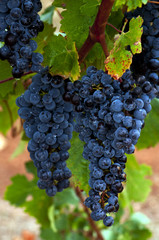 Ripe Red Wine Grapes, Coonawarra Wine Region, South Australia