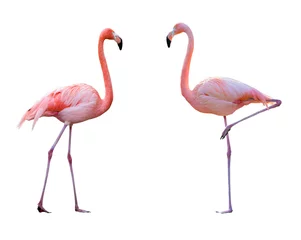 Fotobehang Flamingo Flamingo koppel