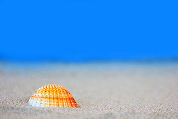 Fototapeta na wymiar Seashell on sandy beach