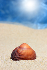 Seashell on sandy beach