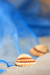 sea shells