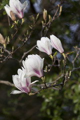 magnolia flowers