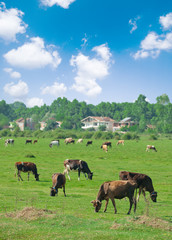 Fototapeta na wymiar Cows in countryside