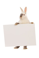 Fototapeta premium Rabbit