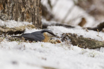 Kleiber (Sitta europaea)