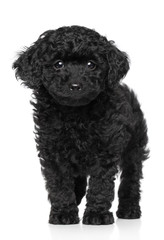 Toy poodle puppy over white background