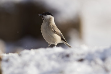 Naklejka premium Sumpfmeise (Poecile palustris)