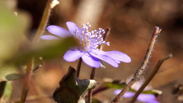 spring flower with a bee