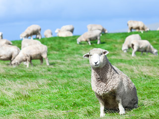Obraz na płótnie Canvas Owce