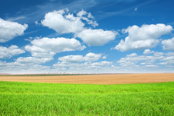 Green field in springtime