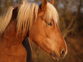 Profil de cheval