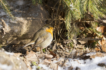 Rotkehlchen (Erithacus rubecula)
