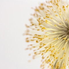 Weidenblüte (Makro)