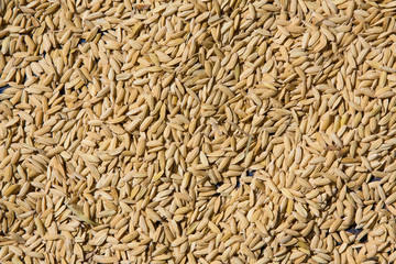Rice seeds