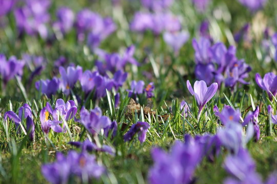purple spring crocus meadow