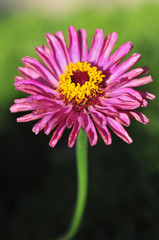 Fototapeta premium Flor