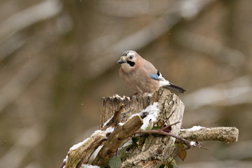 Fototapeta premium Eichelhäher (Garrulus glandarius)