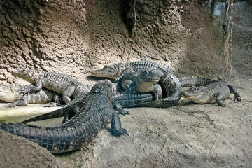 Crawling With Alligators