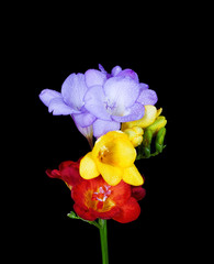 three freesias
