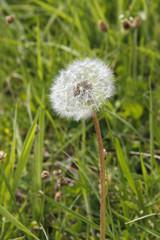Pusteblume