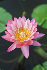 Pink water lily flower with green leaves background