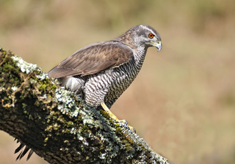 Accipiter gentilis.