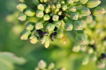 coléoptères sur bourgeons de colza