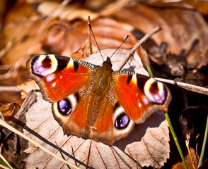 Peacock butterfly close up.