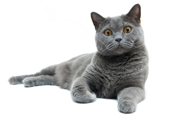 Fototapeta premium The British cat