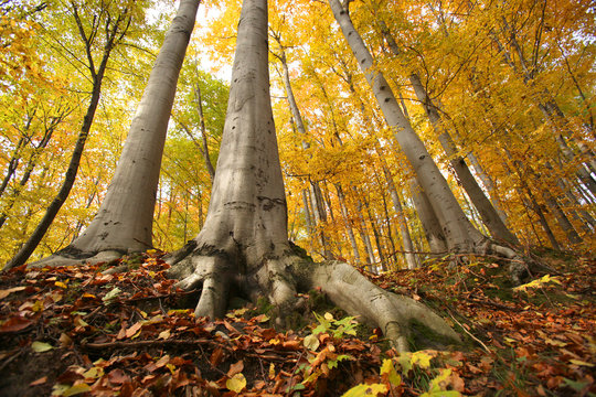 Fototapeta The autumn forest