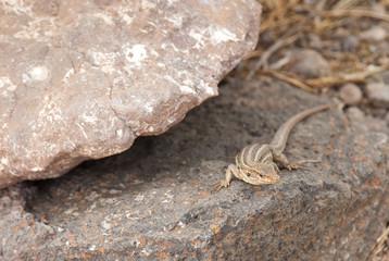 Lizard