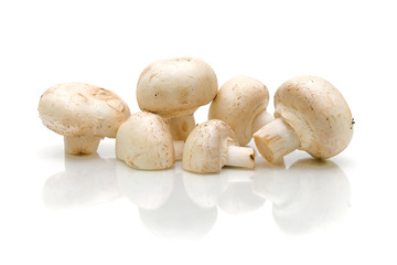 white mushrooms on a white background
