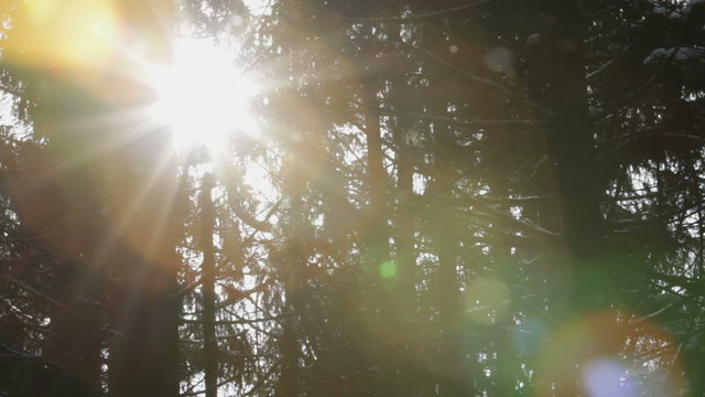 sun rays going throught the tree trunks