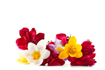 Obraz na płótnie Canvas Bright carnations and crocuses