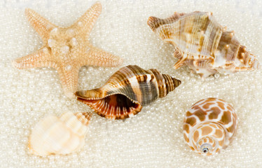 Beautiful exotic shell and pearls