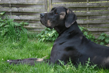 liegende Deutsche Dogge