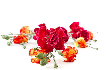 bouquet of red carnations