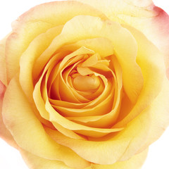 Beautiful yellow rose close-up